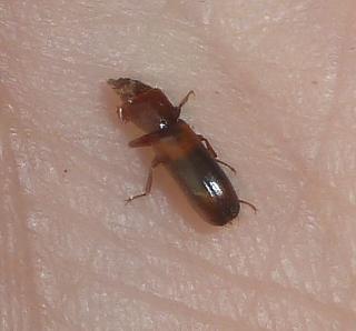 Nemozoma sp.